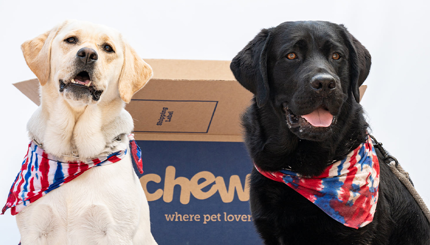 A golden lab and black lab in front of a Chewy box