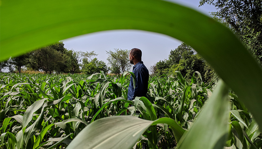 Man in a blue shirt standing in a cornfield.