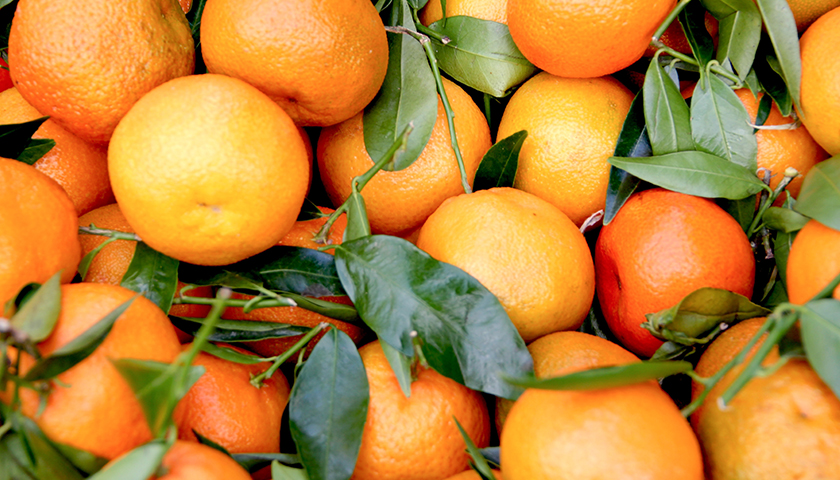 Florida Citrus Industry Yields Down in 2020-2021 Season