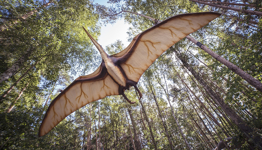 Study Suggests Pterosaurs Could Fly Soon After Hatching