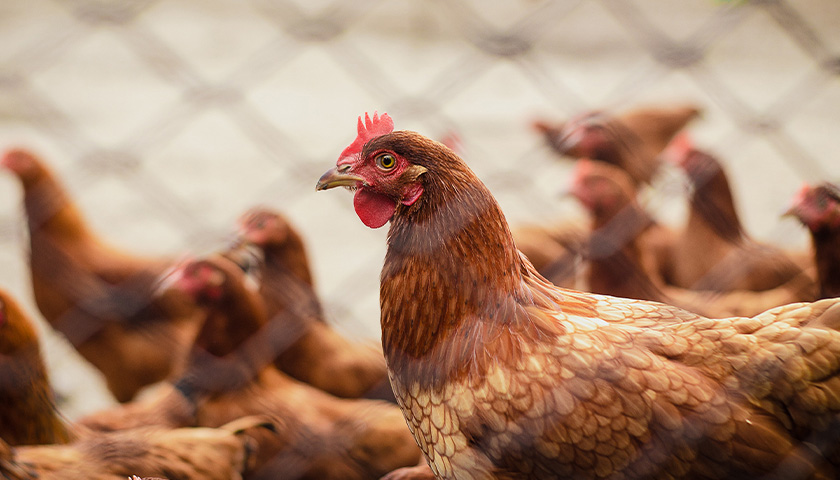 Avian Influenza Detected in West Tennessee Poultry Flock Amid Increasing Egg Prices