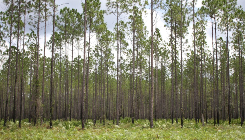 Georgia Forest