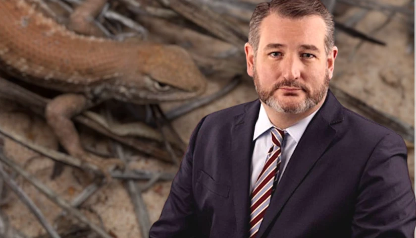 Ted Cruz Unveils Bill Nixing Biden Regulation That’s Hamstringing Oil Development to Protect Tiny Lizard