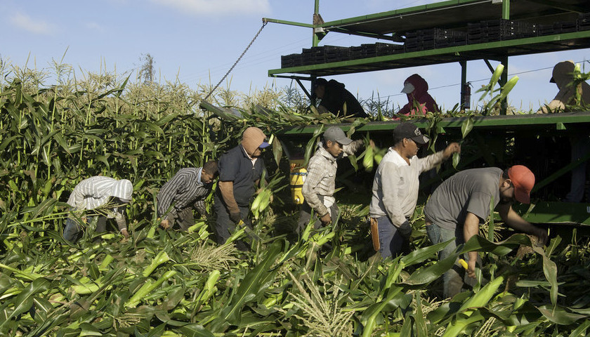 Agricultural Groups, Lawmakers Want to Pass Bill That Tries to Give Pathway to Citizenship for 1 Million Illegal Farmworkers in U.S.