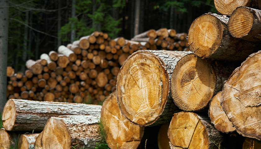After Skyrocketing to Record Highs, Lumber Prices Fall Back to Earth