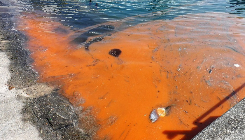 Florida’s West Coast Still Inundated With Red Tide