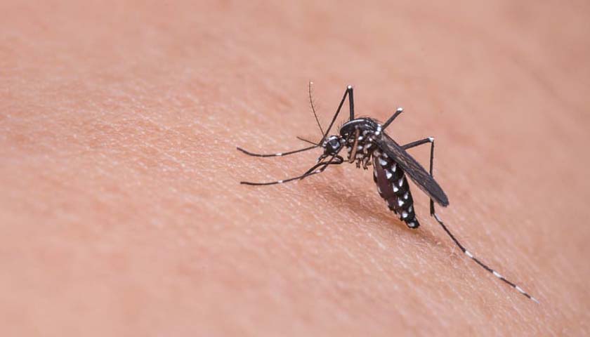 Wet Summer Leads to Record West Nile Infections in Arizona