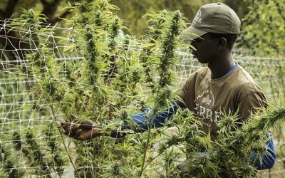 Florida Department of Health to Accept Applications from African American Farmers for Medical Marijuana Licenses