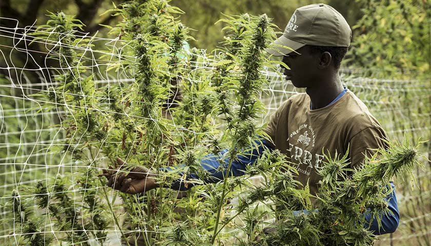 Florida Department of Health to Accept Applications from African American Farmers for Medical Marijuana Licenses