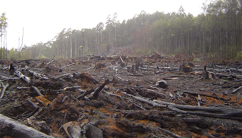 Electric Vehicle Push Is Sparking Massive Deforestation, Environmental Damage