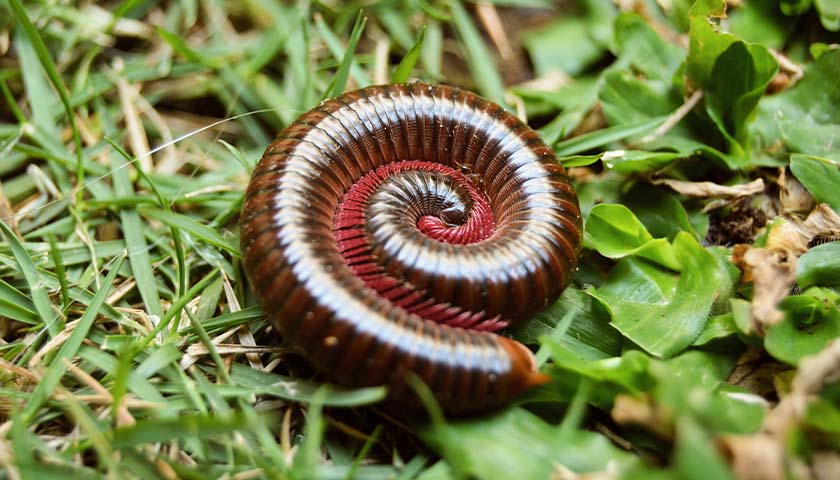 Commentary: Scientists Discover the First Millipede with More Than 1,000 Legs