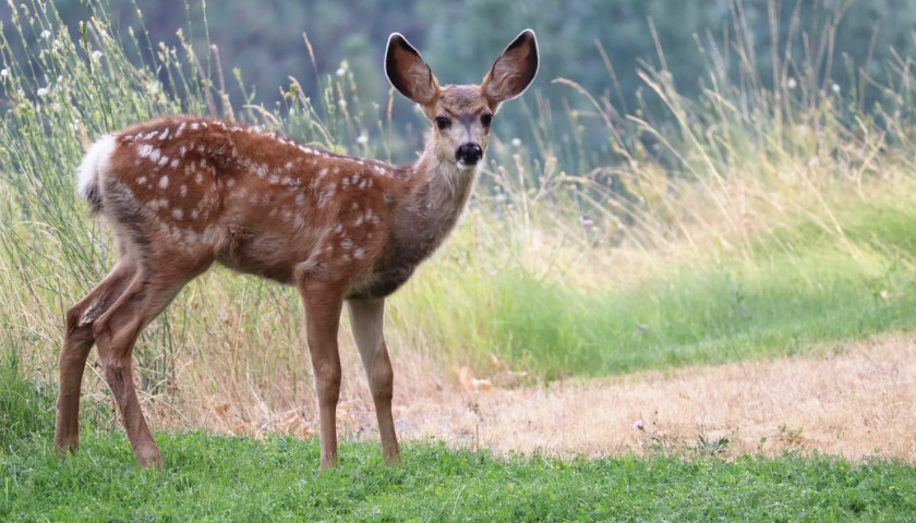 Wisconsin Department of Natural Resources Studies COVID in Deer Population