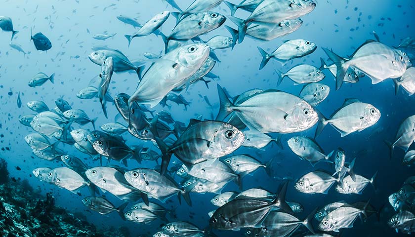 Multiple Climate Alarmist Studies About Fish Acidification Turn Out to Be False