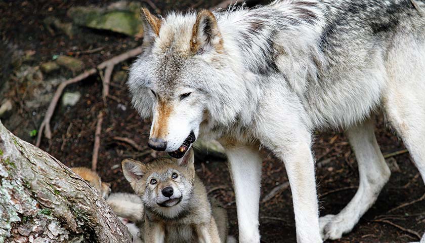 Federal Court Reverses Trump Rule Eliminating Protections for Gray Wolf Population