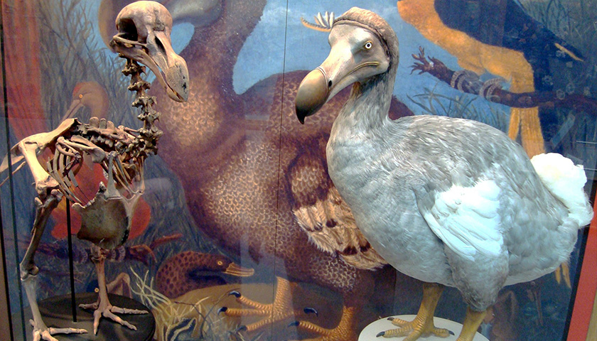 Scientists Reportedly Obtain Full Sequence of Dodo Genome; Extinct Bird May Make a Comeback