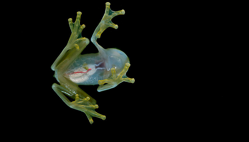 Commentary: Scientists Discover Two New Translucent Glass Frogs in the Andes