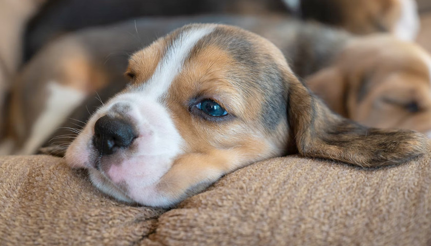 USDA Agents Raid and Seize Dogs at Beagle-Breeder-for Testing Envigo