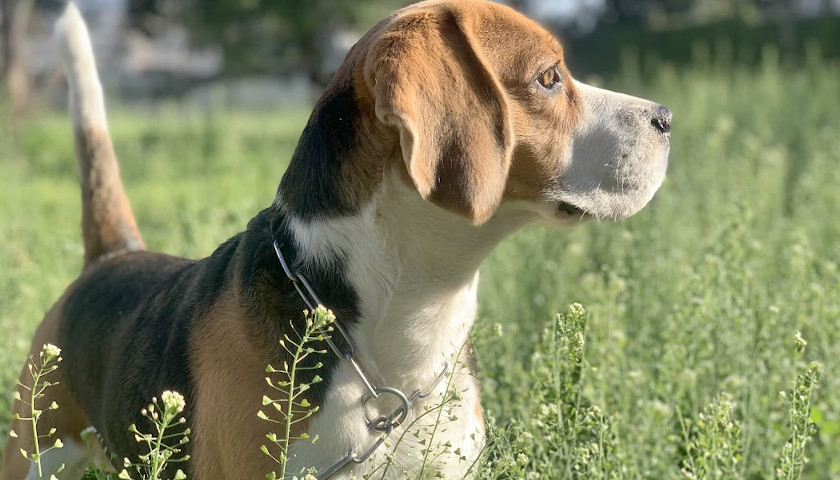 Federal Prosecutors: Envigo Plans to Sell 2,200 More Beagles