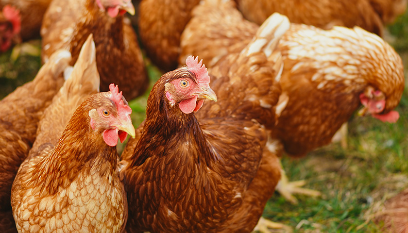 Cage-Free Chicken Farmers Announce $30.8 Million Investment in Morristown
