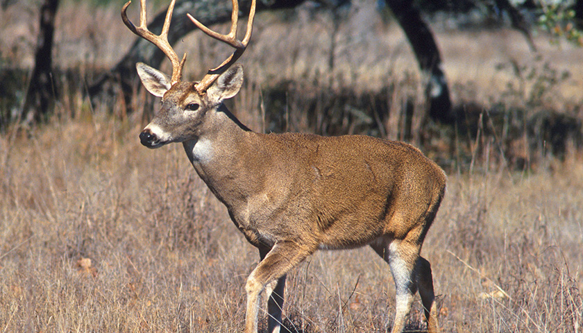 Deer Hunting Season Begins November 19th