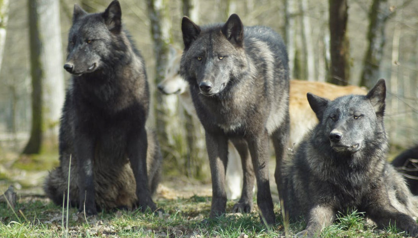 New Wisconsin Wolf Hunt Plan Moves Away from Wolf Population Numbers