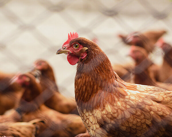 Avian Influenza Detected in West Tennessee Poultry Flock Amid Increasing Egg Prices
