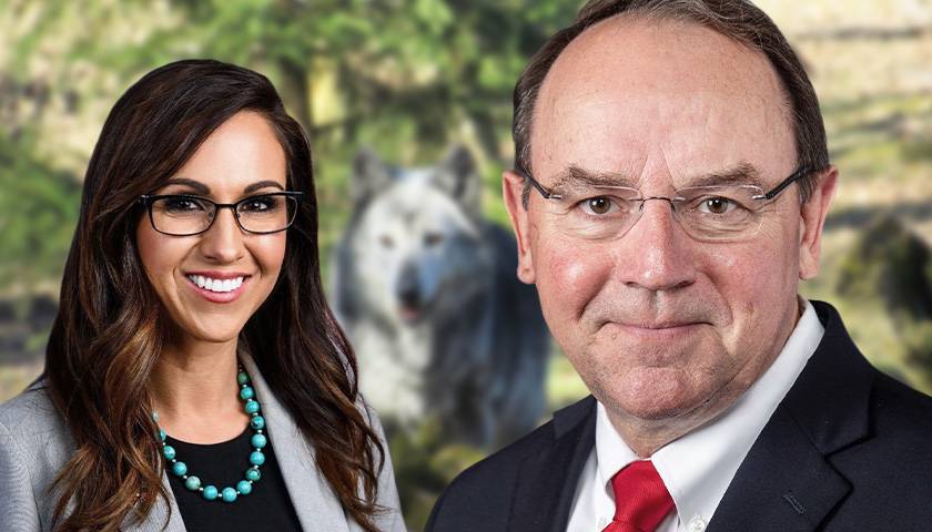 Reps. Tiffany and Boebert’s Bill Would Remove the Re-Populated Gray Wolf From Endangered Species List