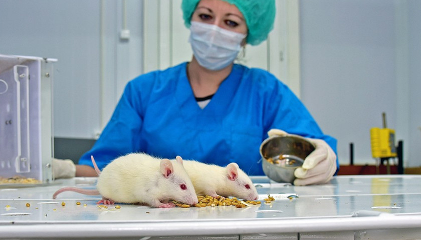 NIH Gives $2.2 Billion to Foreign Animal Testing Labs That Lack Oversight