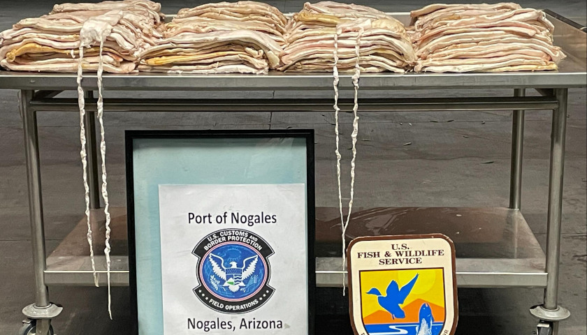CBP Officers Seize $2.7 Million Worth of Endangered Fish in Arizona