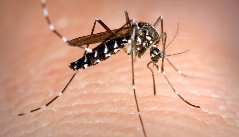 Mosquitoes Infected with West Nile Virus Detected in Tennessee