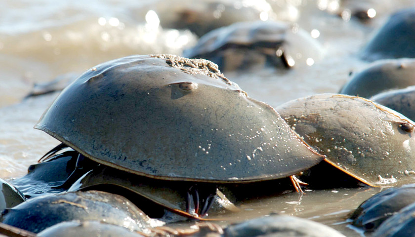 Connecticut Bans Harvest of Horseshoe Crabs