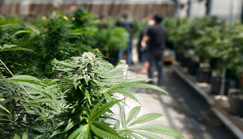 Illegal Chinese Marijuana Grow Operations Are Taking over Blue State, Leaked Memo Says