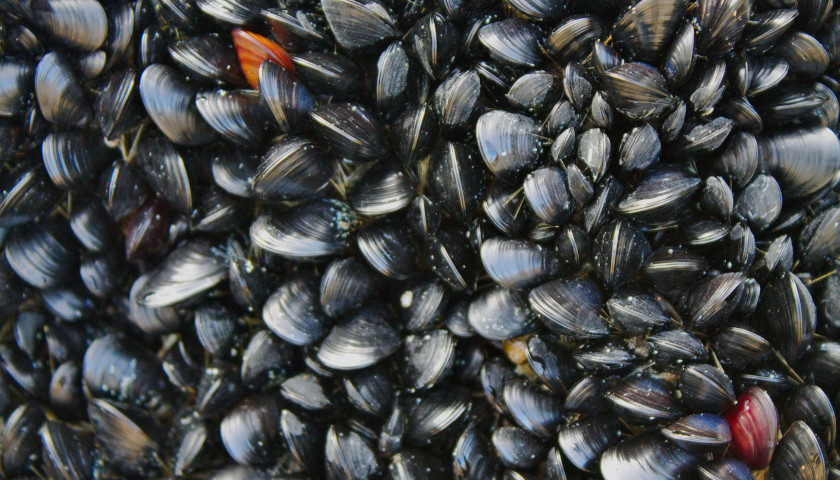 Lawmakers Push Back on Biden Administration Move to Declare Rio Grande River Mussels Endangered