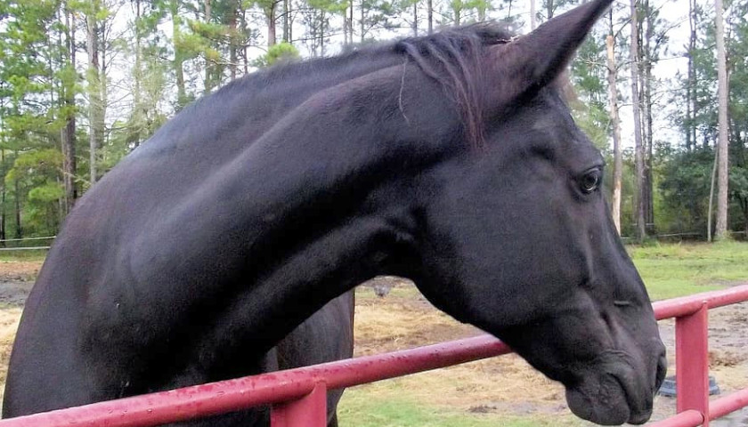 Tennessee Reps. Slam the USDA for Efforts to ‘Decimate’ the Tennessee Walking Horse Industry