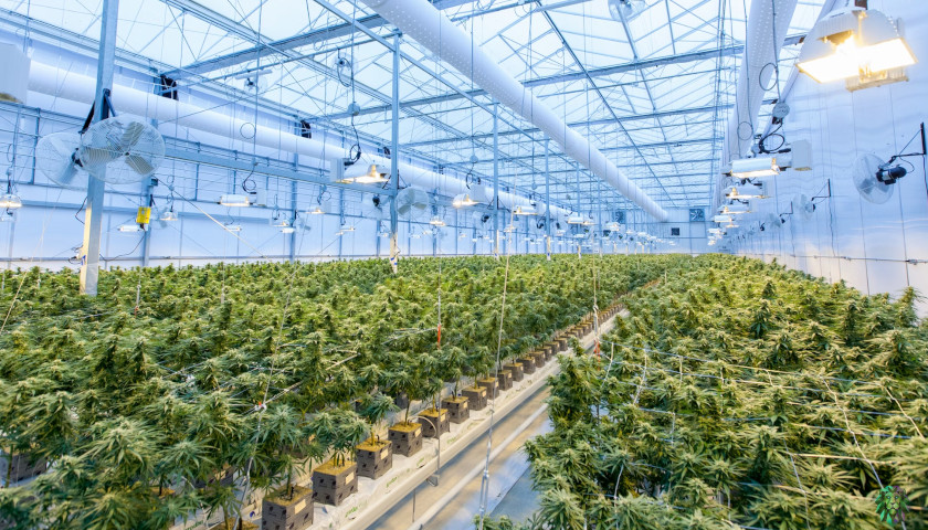 Illegal Chinese Pot Grows Are Taking over Maine and Law Enforcement Isn’t Stopping Them