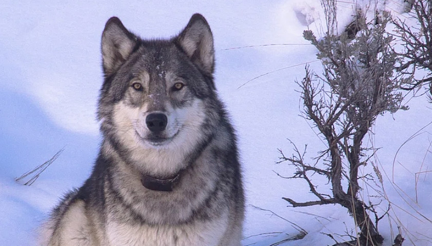 Ranchers Suing Colorado, Federal Agencies over Wolf Reintroduction