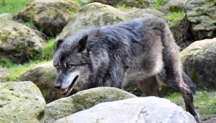 Wildlife Groups Threaten Feds with Lawsuit over Wolf Protections
