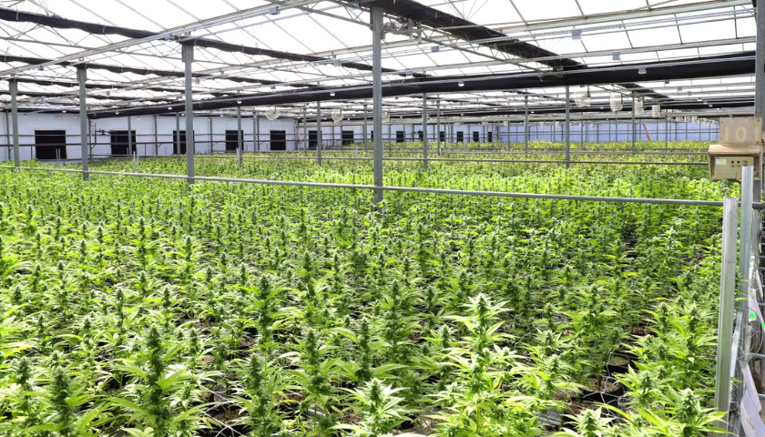 weed farm